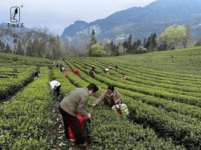千湖茗茶 得天独厚的湖北佳茗，理事单位的品质坚守