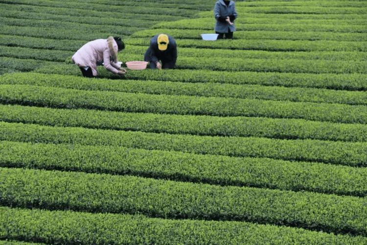 千湖茗香，匠心传承——记湖北千湖茗茶叶理事单位风采