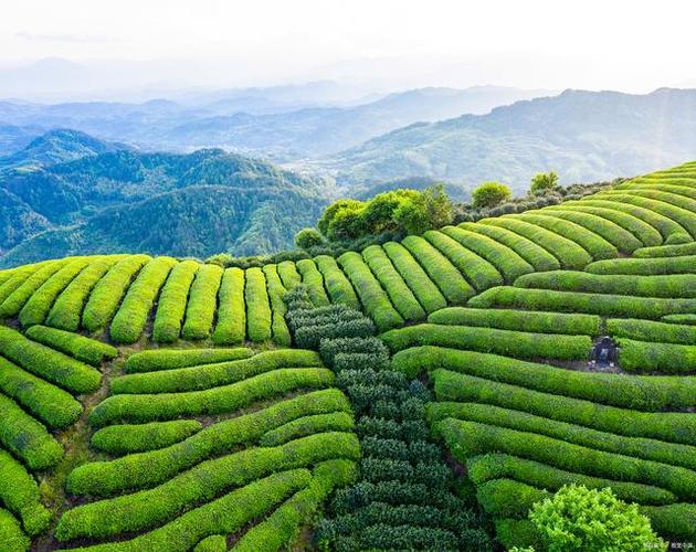 千湖润云雾，一茶养山野——英山云雾茶里的悠然岁月